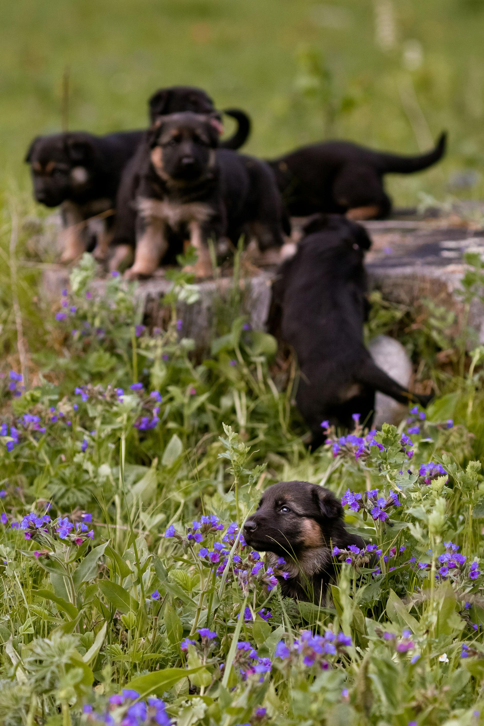 Sable German Shepherd Puppies: Your New Furry Friend Awaits