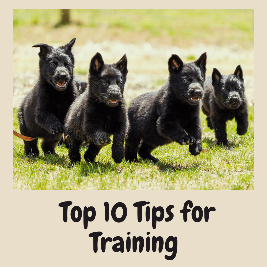 Top 10 Tips for Training Black German Shepherd Pups: Expert Guide
